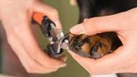 Petcure